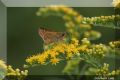 Hesperia comma